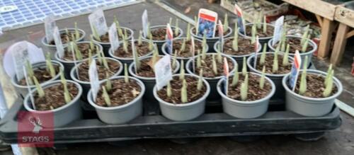 20 JOYCE IRIS POTS