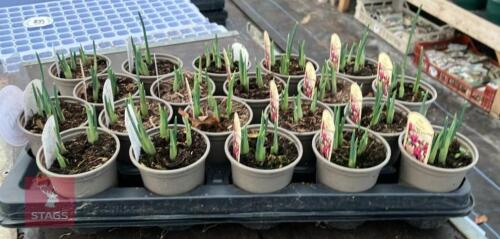 20 PURPLE IRIS POTS
