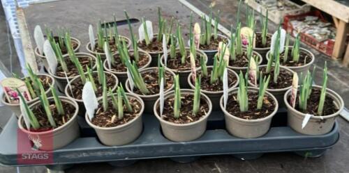 20 PURPLE IRIS POTS