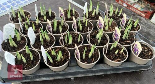 20 DARK BLUE IRIS POTS