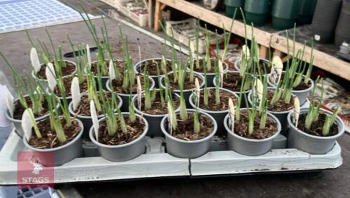 20 LIGHT BLUE IRIS POTS