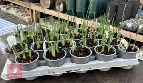 20 LIGHT BLUE IRIS POTS