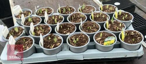 20 DWARF NARCISSUS POTS