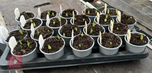 20 NARCISSUS BRIDAL CROWN POTS