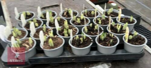 20 NARCISSUS MINNOW POTS