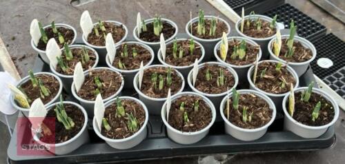 20 NARCISSUS JETFIRE POTS