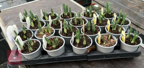 20 NARCISSUS JETFIRE POTS