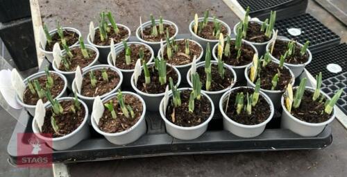 20 NARCISSUS JETFIRE POTS