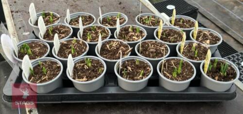 20 NARCISSUS TETE A TETE POTS
