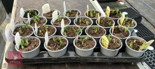 20 NARCISSUS TETE A TETE POTS