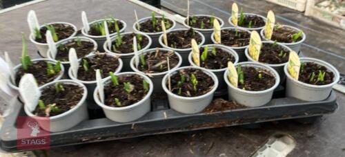 20 NARCISSUS TETE A TETE POTS