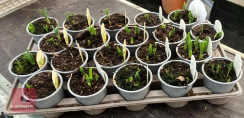 20 NARCISSUS TETE A TETE POTS