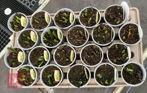 20 NARCISSUS TETE A TETE POTS