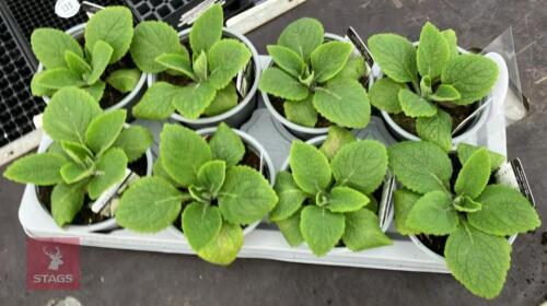 8 DIGITALIS FOXGLOVE WHITE PLANTS