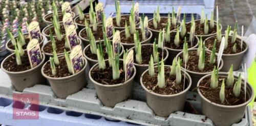 20 DARK BLUE IRIS POTS