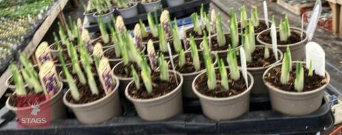 20 DARK BLUE IRIS POTS