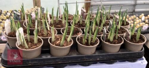 20 PAULINE IRIS POTS