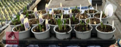 20 BLUE BELL POTS