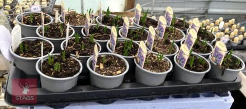 20 BLUE BELL POTS