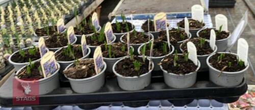20 BLUE BELL POTS