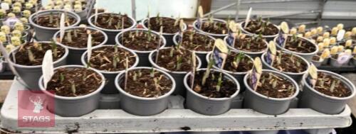 20 BLUE CROCUS POTS