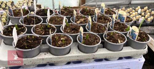 20 SCILLA SIBERICA POTS