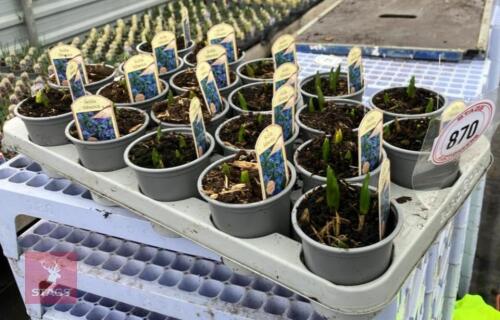 20 SCILLA SIBERICA POTS