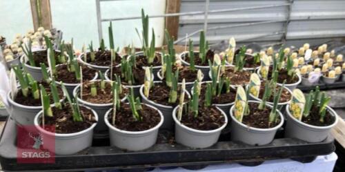 20 NARCCISUS JETFIRE POTS