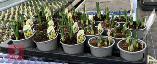20 NARCCISUS JETFIRE POTS