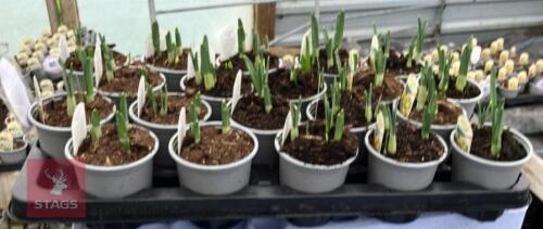 20 NARCCISUS JETFIRE POTS