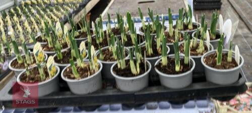 20 NARCCISUS JETFIRE POTS