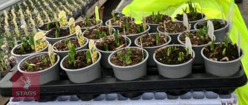 20 NARCCISUS TETE A TETE POTS
