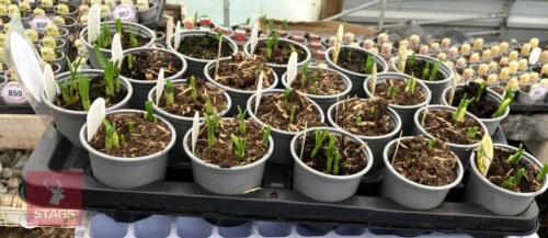 20 NARCCISUS TETE A TETE POTS