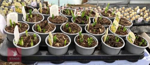 20 NARCCISUS TETE A TETE POTS