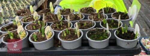 20 NARCCISUS TETE A TETE POTS