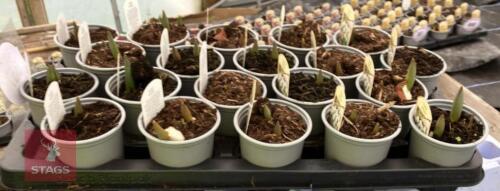 20 WHITE TULIP POTS