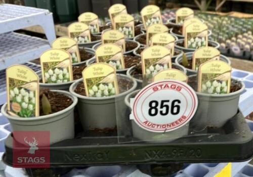 20 WHITE TULIP POTS