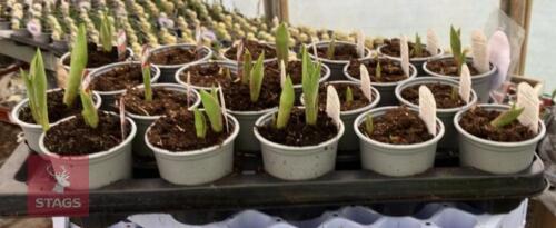 20 RED RIDING HOOD TULIPS