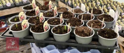 20 HEARTS DELIGHT TULIP POTS