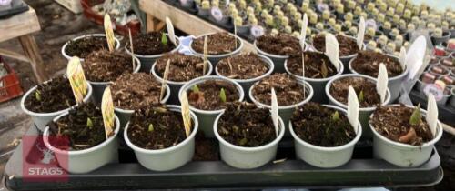 20 GUISEPPE VERDE TULIP POTS