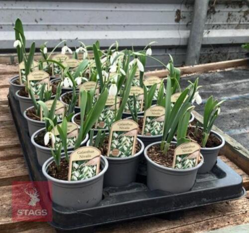 20 GILANTHUS NIVALUS POTS
