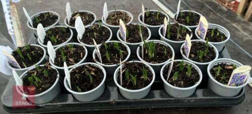 20 BLUEBELL POTS