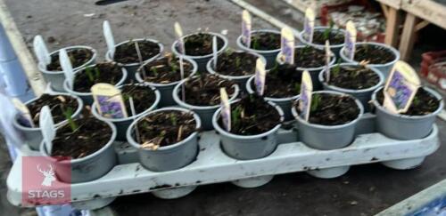20 BLUEBELL POTS