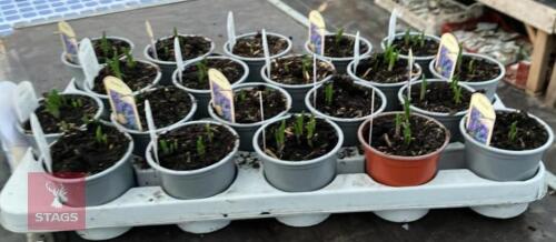 20 BLUEBELL POTS