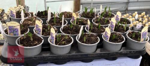 20 BLUE BELL POTS