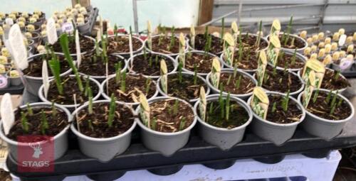 20 GALANTHUS ELWESII POTS