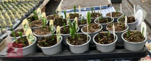 20 GALANTHUS ELWESII POTS