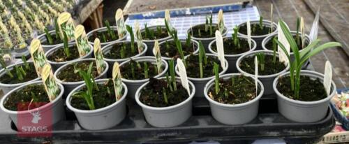 20 GALANTHUS ELWESII POTS