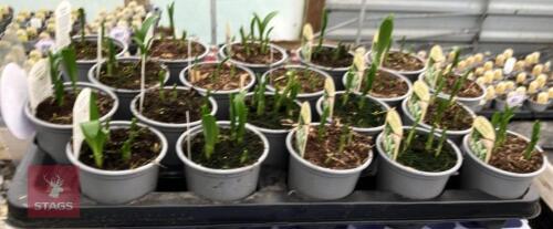 20 GALANTHUS ELWESII POTS