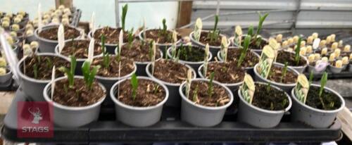20 GALANTHUS ELWESII POTS